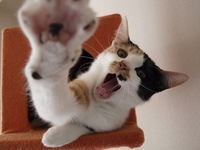 猫画像