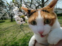 猫画像