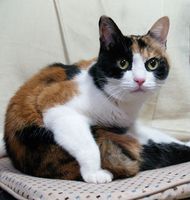 猫画像