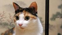 猫画像