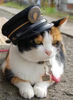 猫画像