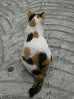 猫画像