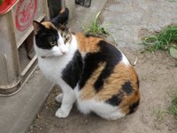 猫画像