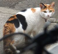 猫画像