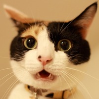 猫画像