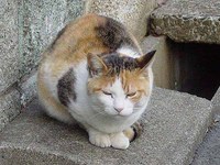 猫画像