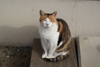 猫画像
