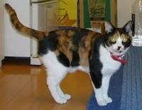 猫画像