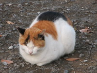 猫画像