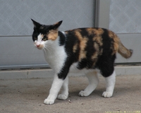 猫画像