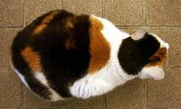 猫画像