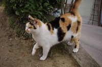 猫画像