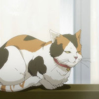 猫画像
