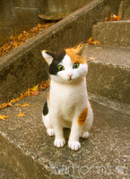 猫画像