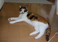 猫画像