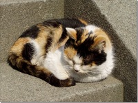 猫画像