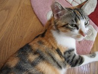 猫画像