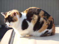 猫画像
